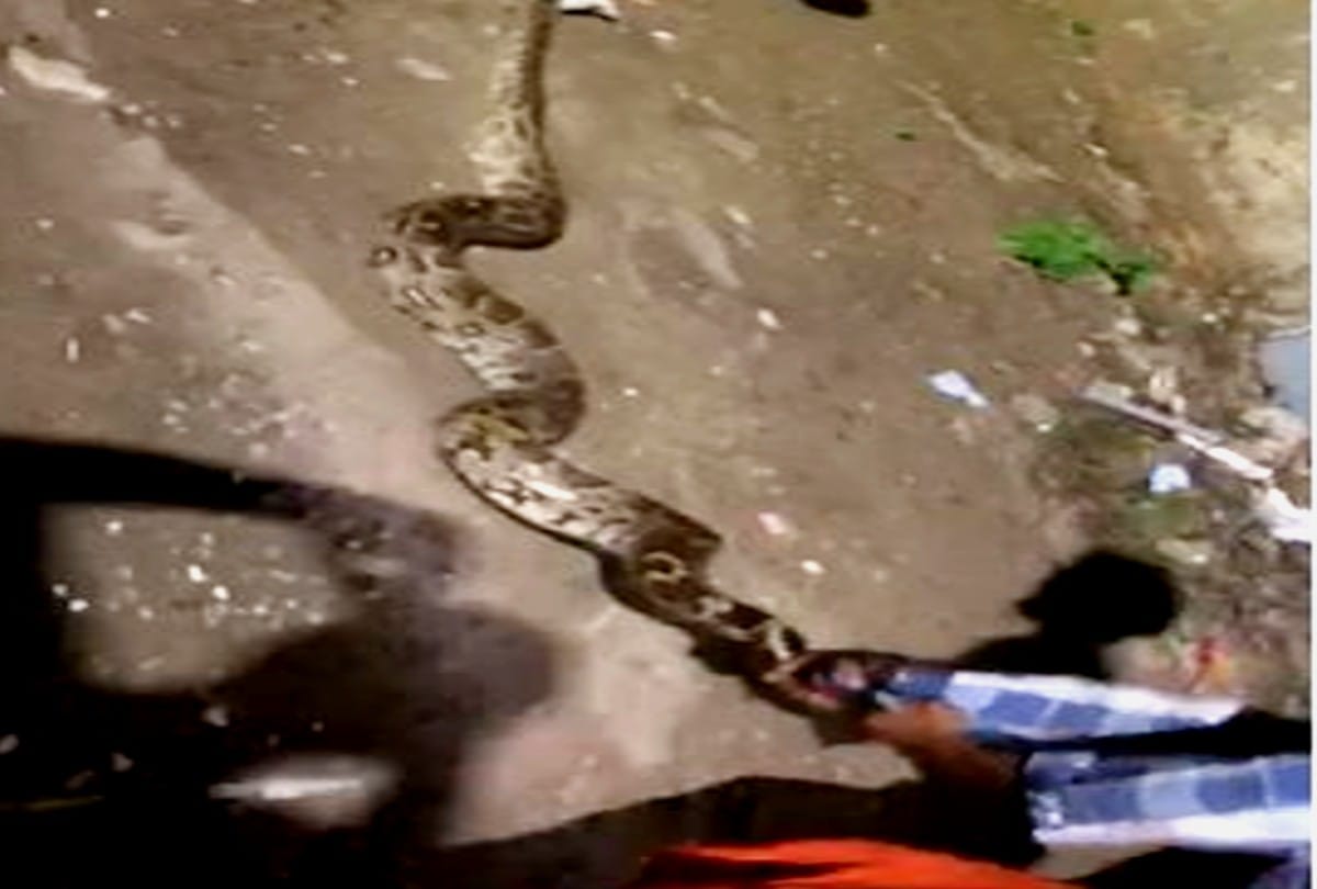 14 feet long python entered community health center fatehpuru sikri in agra