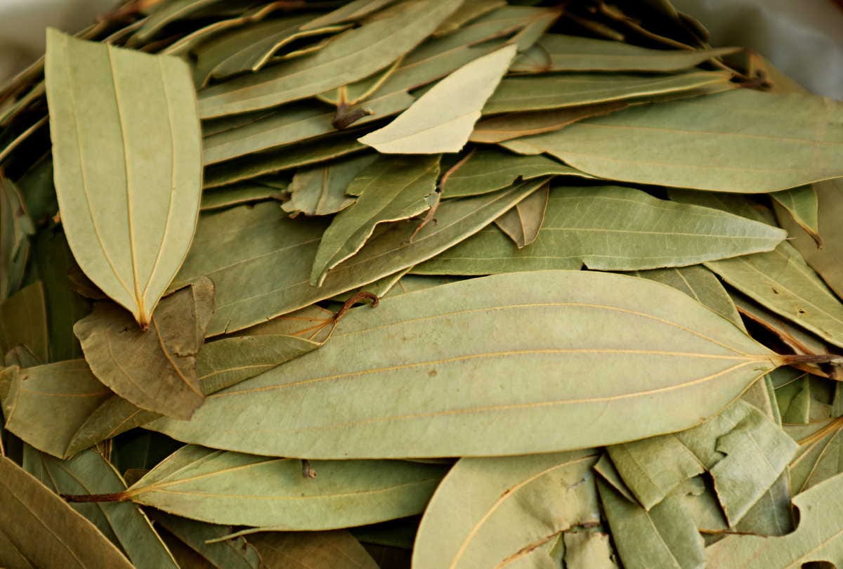 benefits of tej patta, bay leaf for diabetes and cholesterol