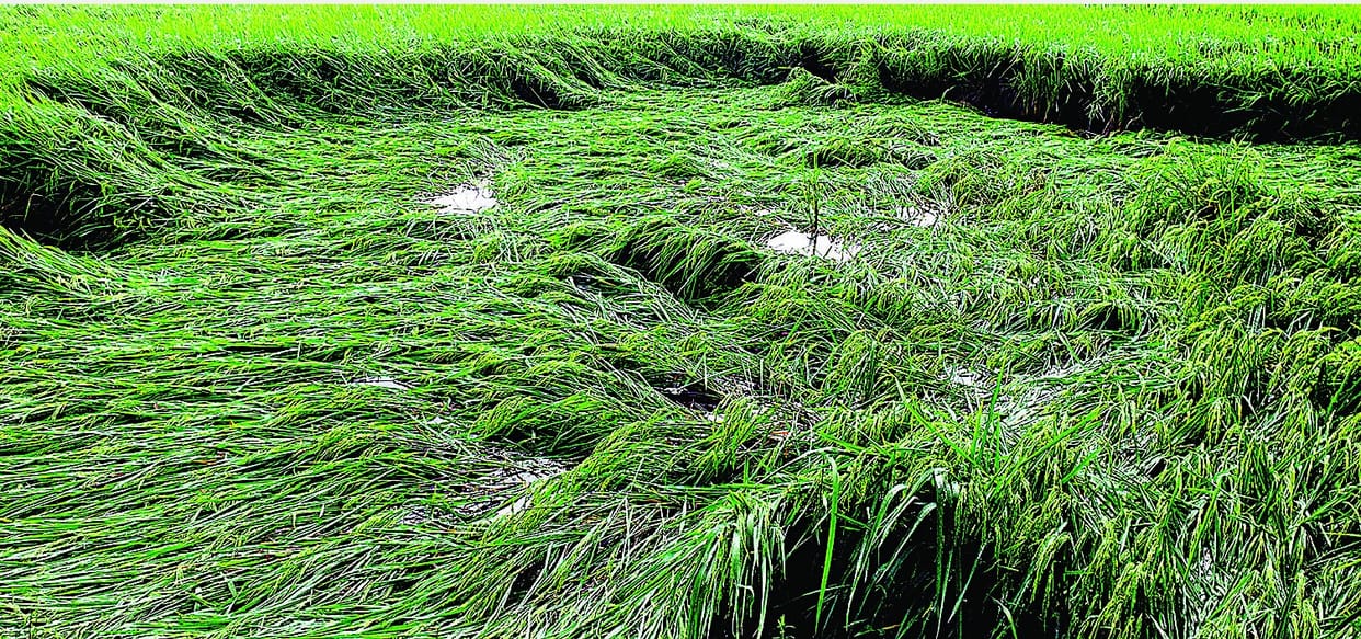 The farmers got their blessings due to rain, the paddy crop was laid in the fields