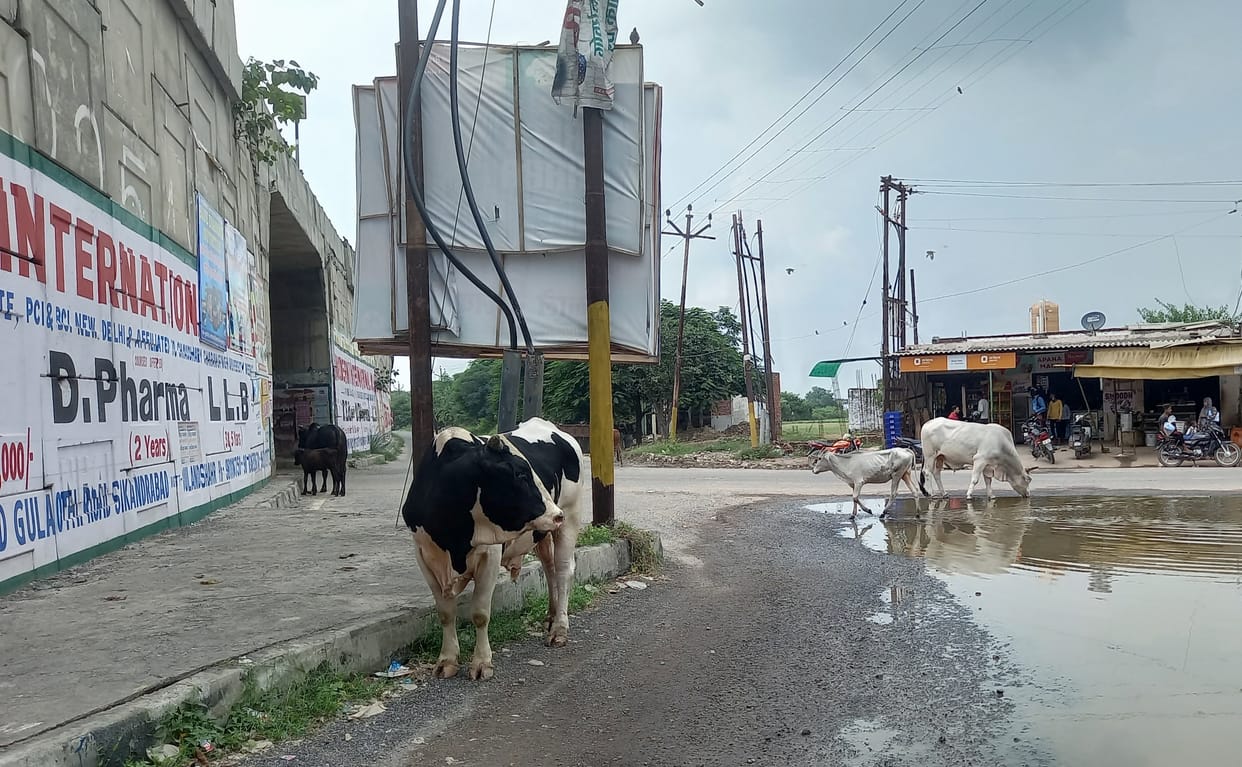 cow shed