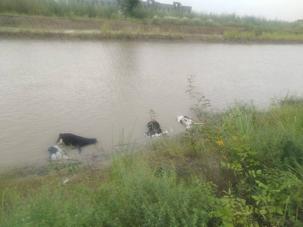 young man and three cows deadbody  found in nehar