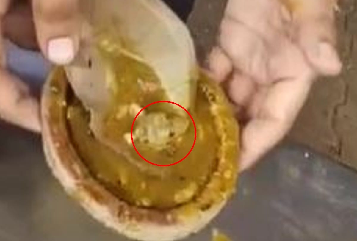Dead Lizard found in vegetable of shri ram poori wale in Agra