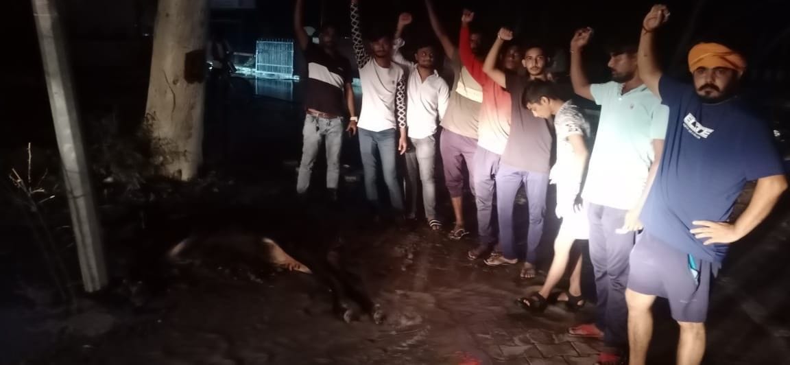 cow death by electrycity current in Bhiwani
