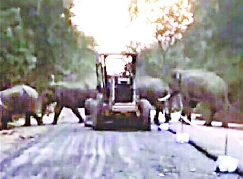 Elephants reached the forest of Devipur by crossing the Gola-Shahjahanpur road