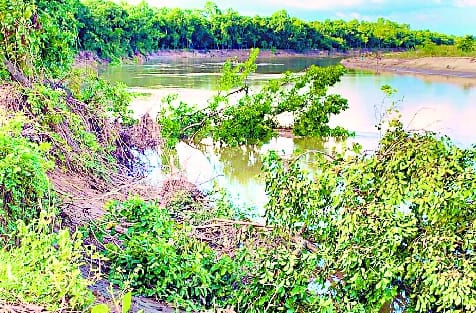 Rivers are swallowing greenery, forest in the face of erosion