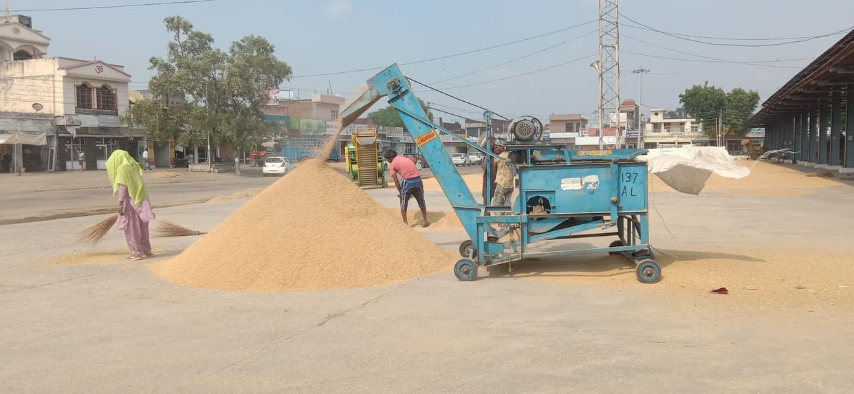 Farmers waiting for government purchase of paddy, Ambala