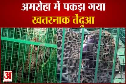 Leopard Caught Again in Amroha