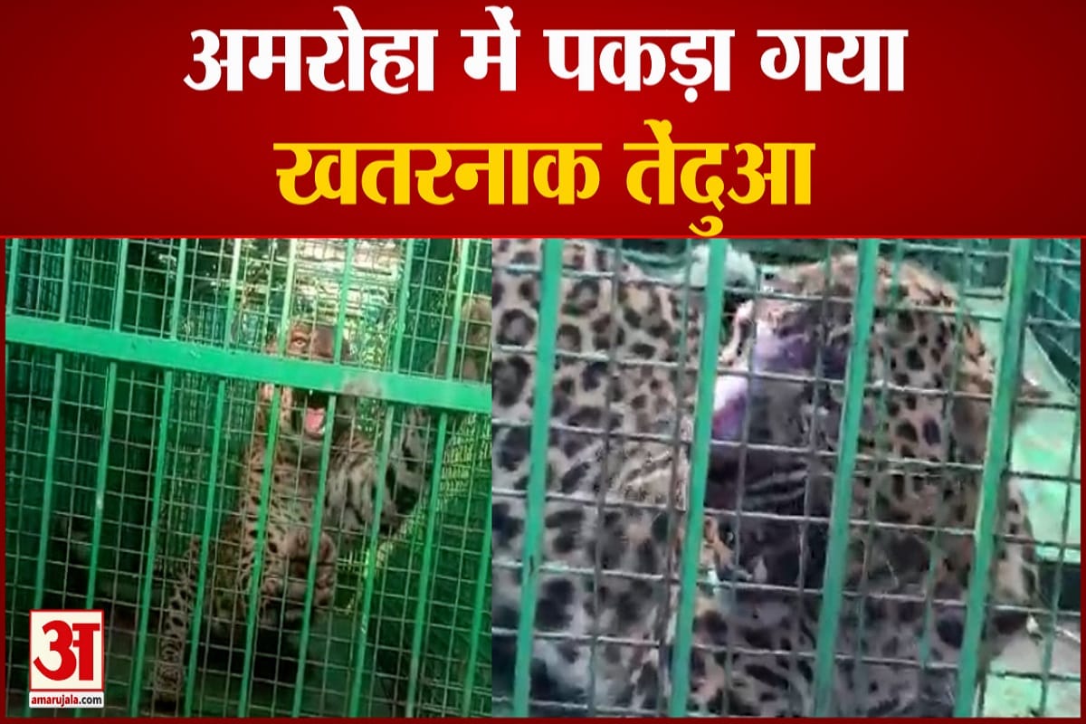 अमरोहा