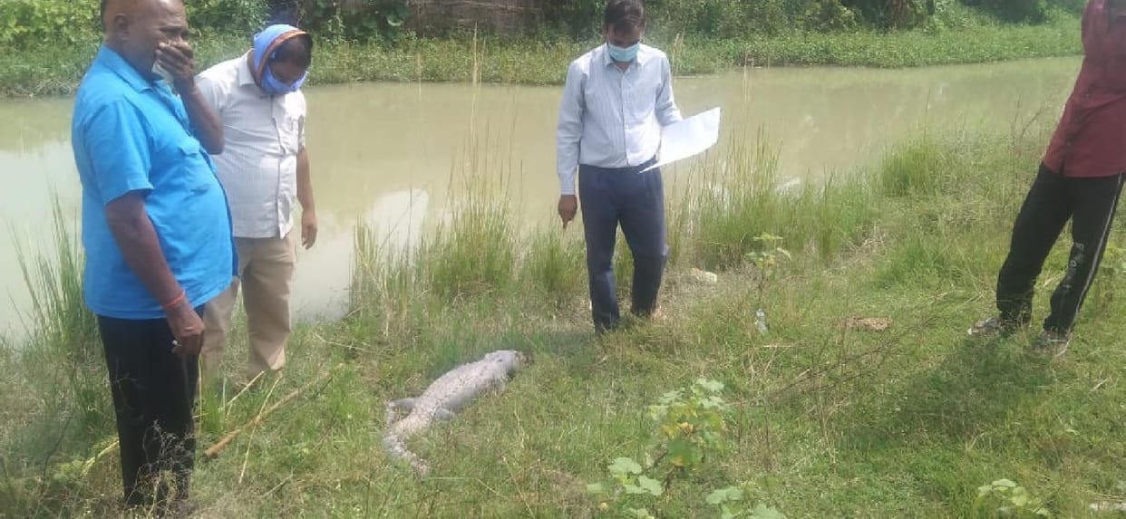 Alligator found dead in canal, buried