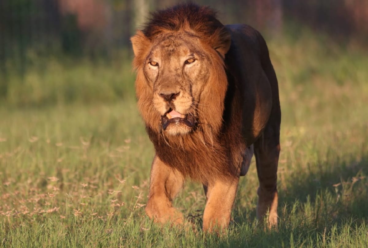 Lion injured by a piece of glass wound two inches deep