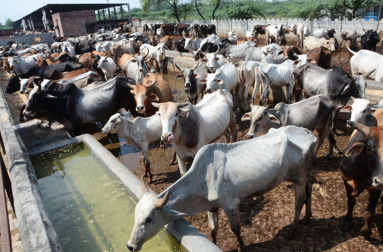 no facility for bulls in Bhiwani's Nandishala