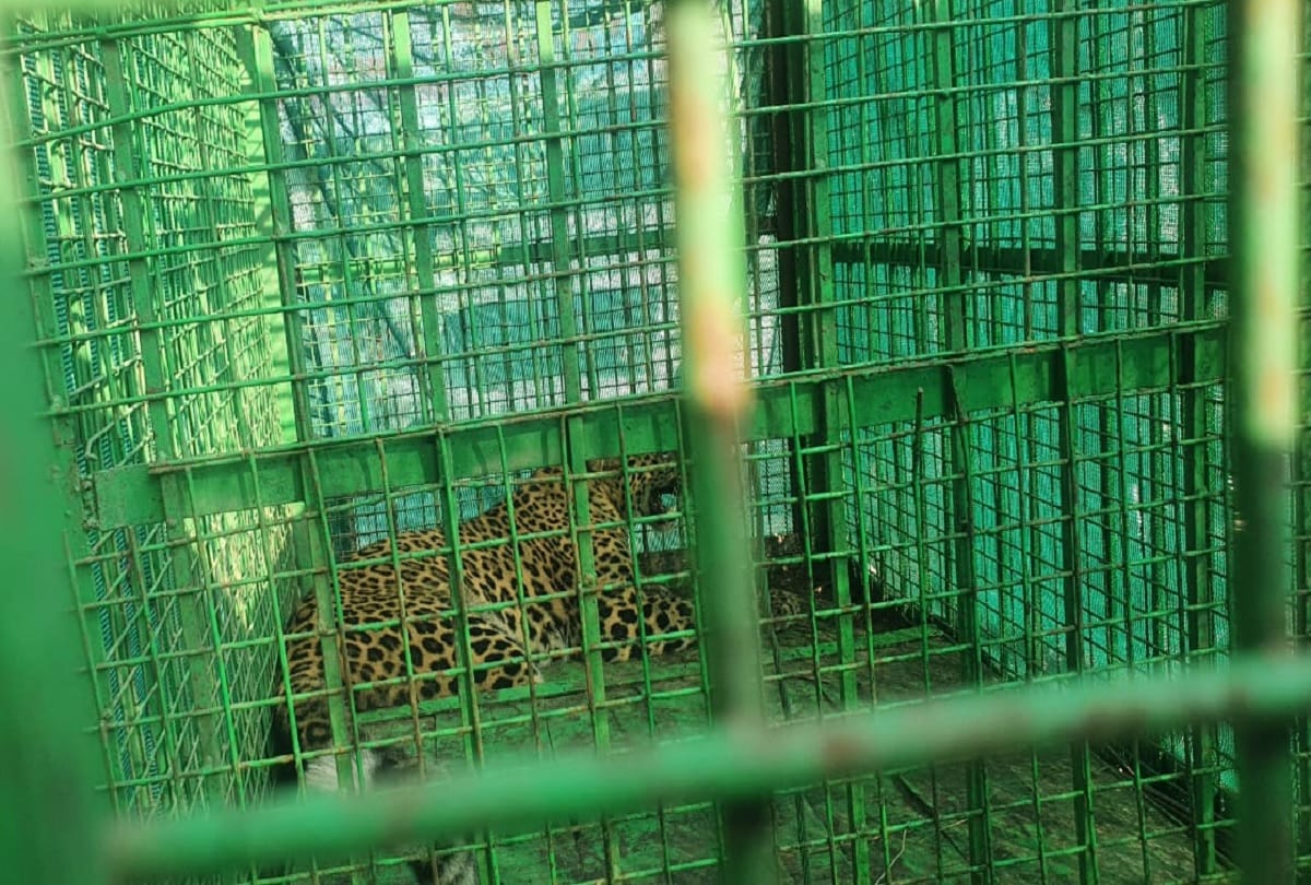 Leopard imprisoned in cage of forest department in Amroha