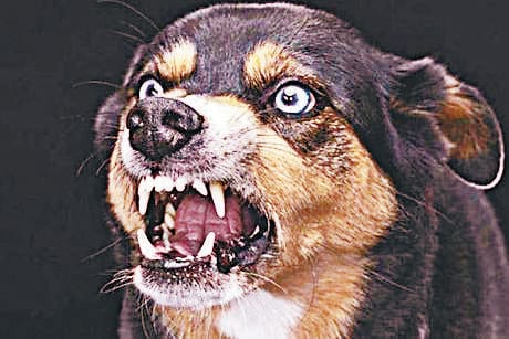 Dogs increased in Champawat