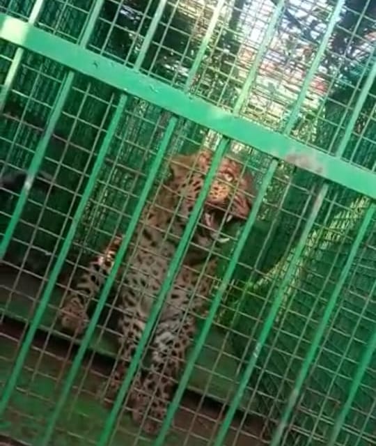 After the male, now the female leopard came under the clutches of the forest department