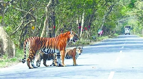 High speed of vehicles in the forest became fatal for wildlife