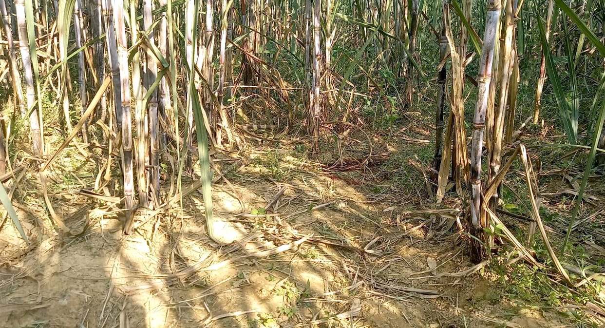 Dead body of child murdered and thrown in Kushinagar