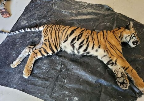 Amidst all the claims of security, the death of tigers continues in Dudhwa