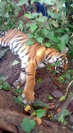 Dead body of female tiger cub found lying on the roadside in Dudhwa Tiger Reserve