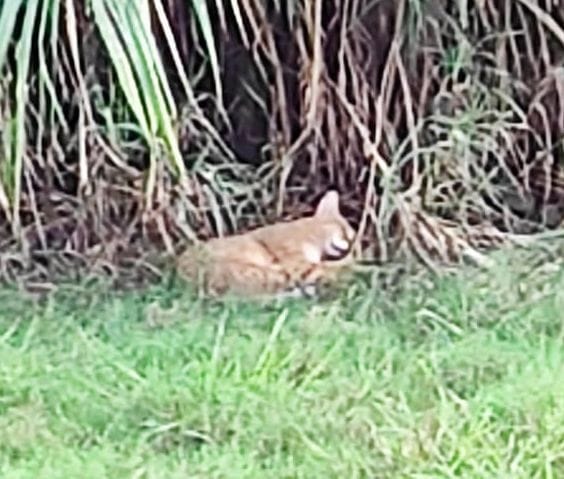 Panic among people due to the arrival of fishing cat in the population