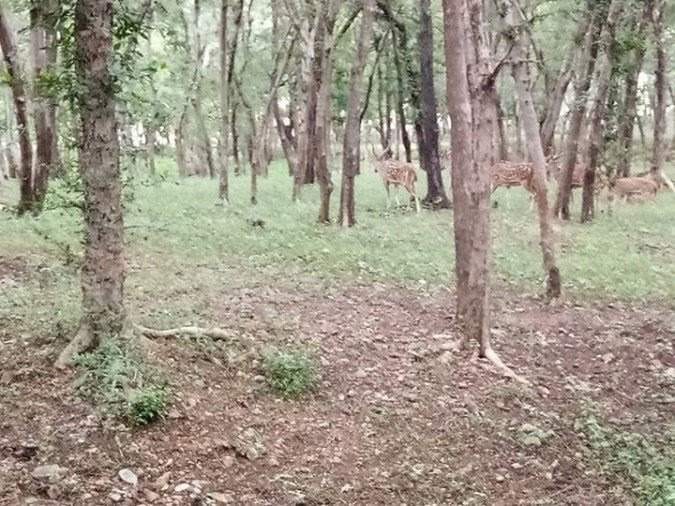 chandan van, negligene,. shooting location