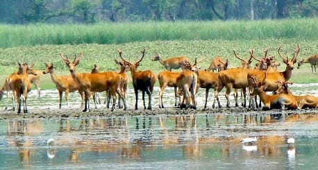Not only Dudhwa, ancient heritage is also cherished for tourists