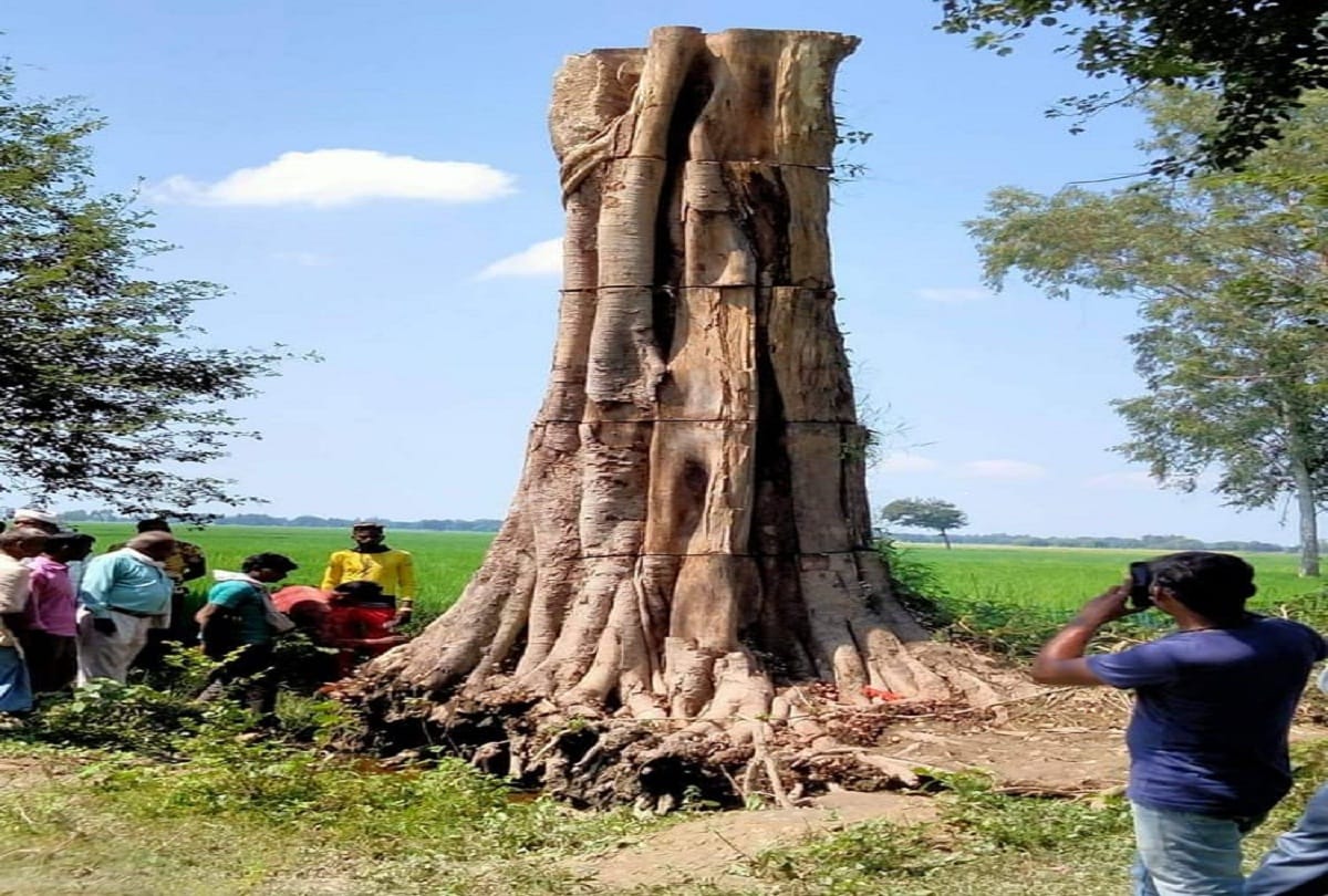 Wonderful: Peepal tree fell from five years suddenly stood up, villagers engaged in worship reciting divine miracle