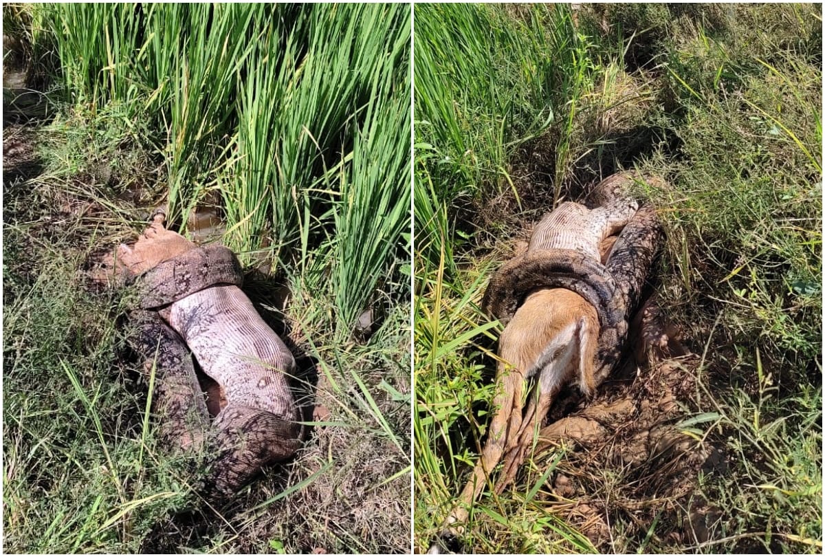 giant python swallowed alive baby of nilgai in Sonebhadra people were stunned see photos
