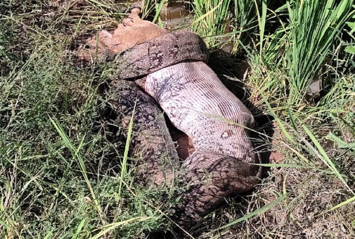 giant python swallowed alive baby of nilgai in Sonebhadra people were stunned see photos
