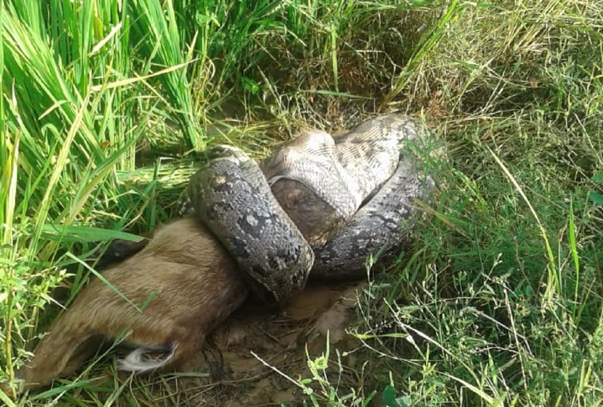 giant python swallowed alive baby of nilgai in Sonebhadra people were stunned see photos