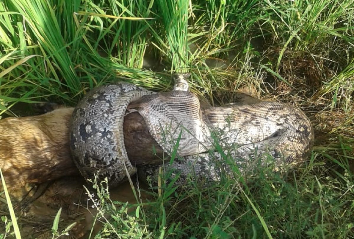 giant python swallowed alive baby of nilgai in Sonebhadra people were stunned see photos
