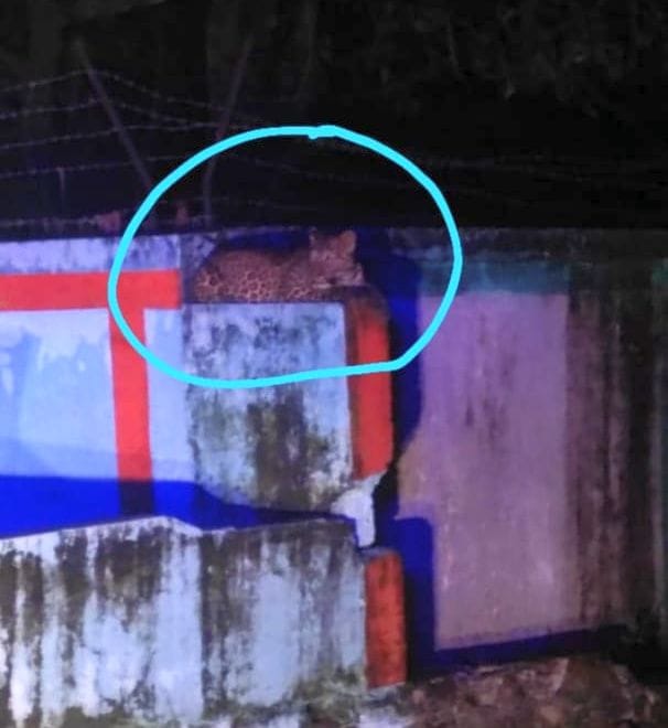 Panic among people due to leopard in Dharchula