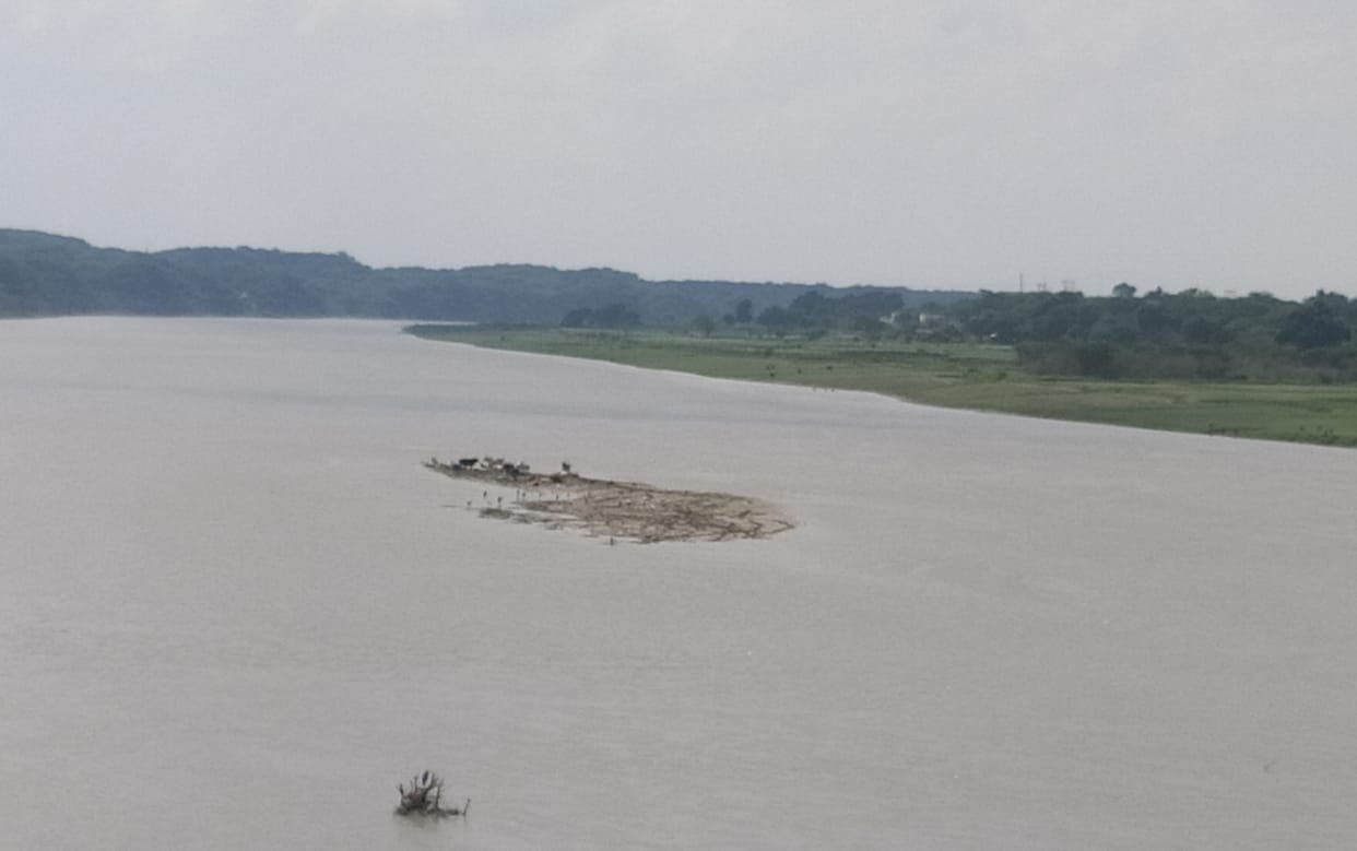 etawah news,The cows fighting for life in the middle of the river