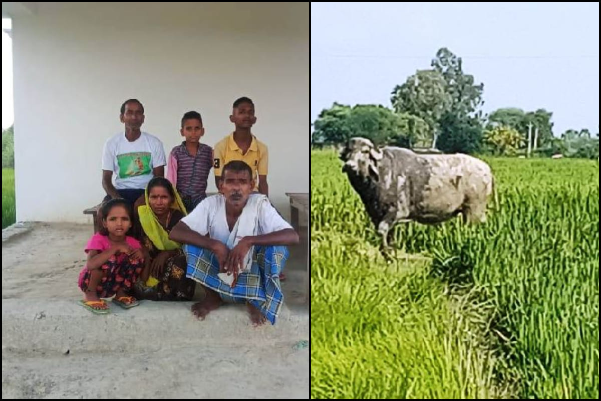 buffalo sat in front of farmer home gate after getting angry by beaten in ghazipur
