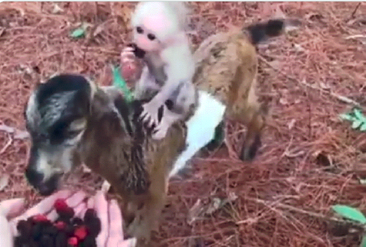 goat lets baby monkey cling to itself as they enjoy wild berries video goes viral on social media