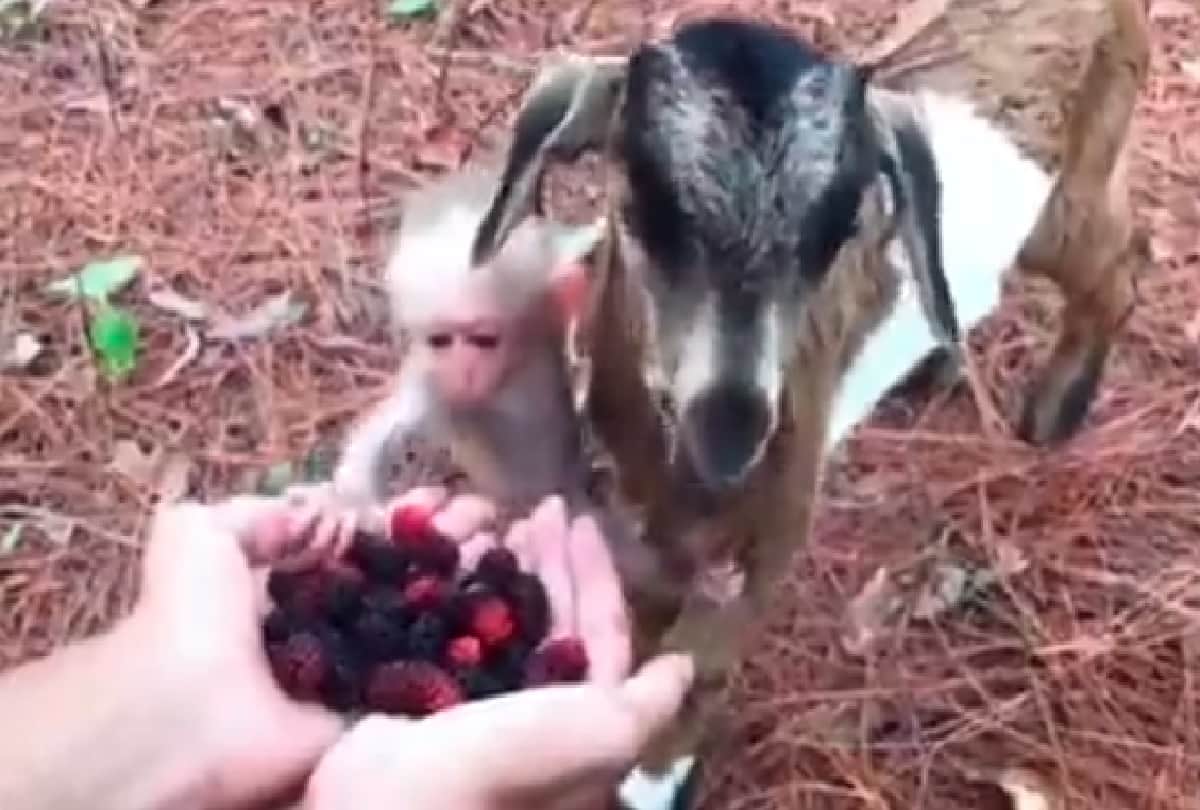 goat lets baby monkey cling to itself as they enjoy wild berries video goes viral on social media