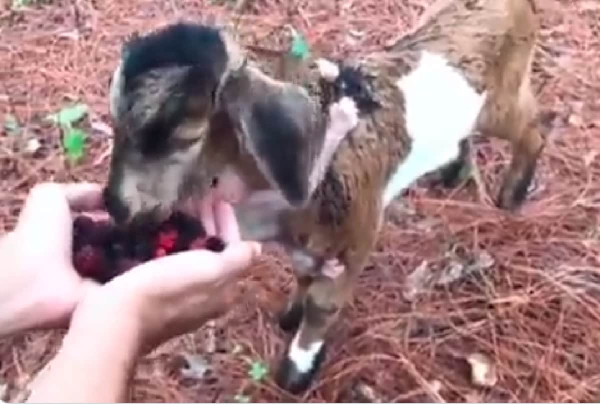 goat lets baby monkey cling to itself as they enjoy wild berries video goes viral on social media