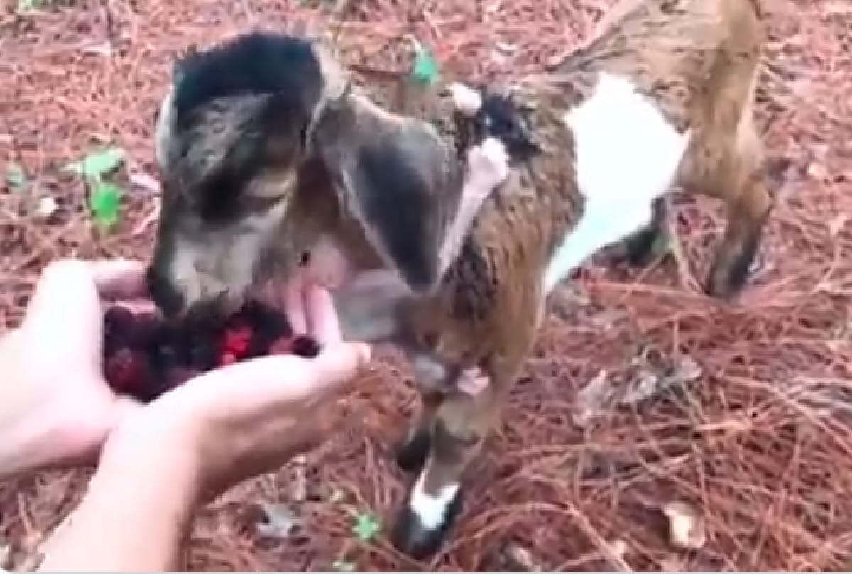 goat lets baby monkey cling to itself as they enjoy wild berries video goes viral on social media