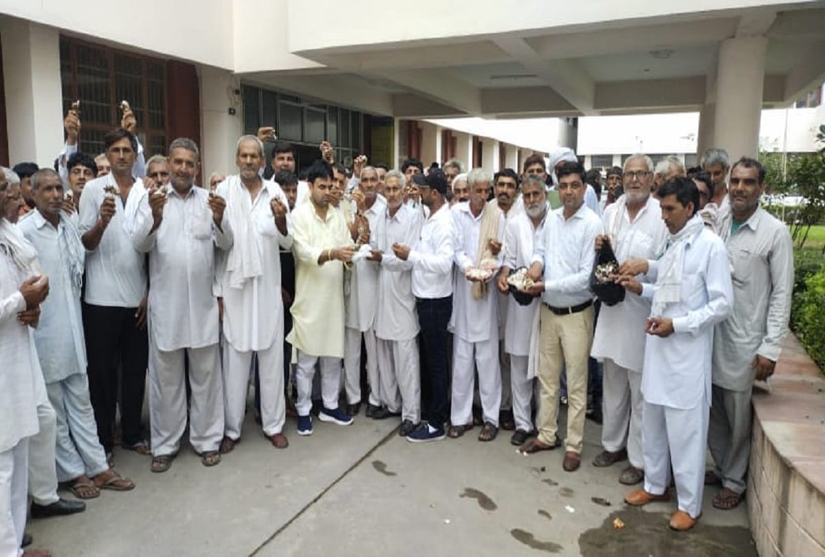 3500 acres of cotton crop destroyed in jind village Durjanpur farmers memorandum to CM