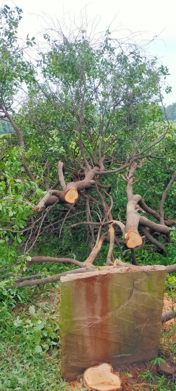 chandan tree theft