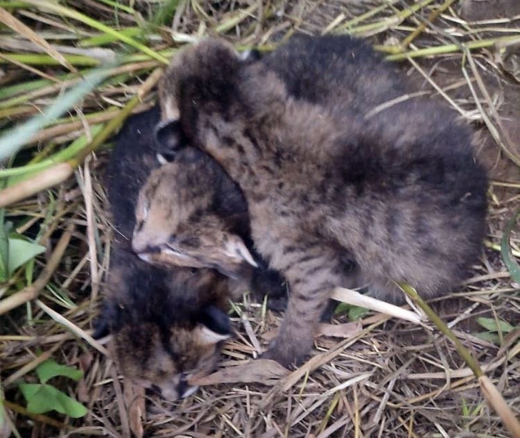 Leopard mistook wild kittens