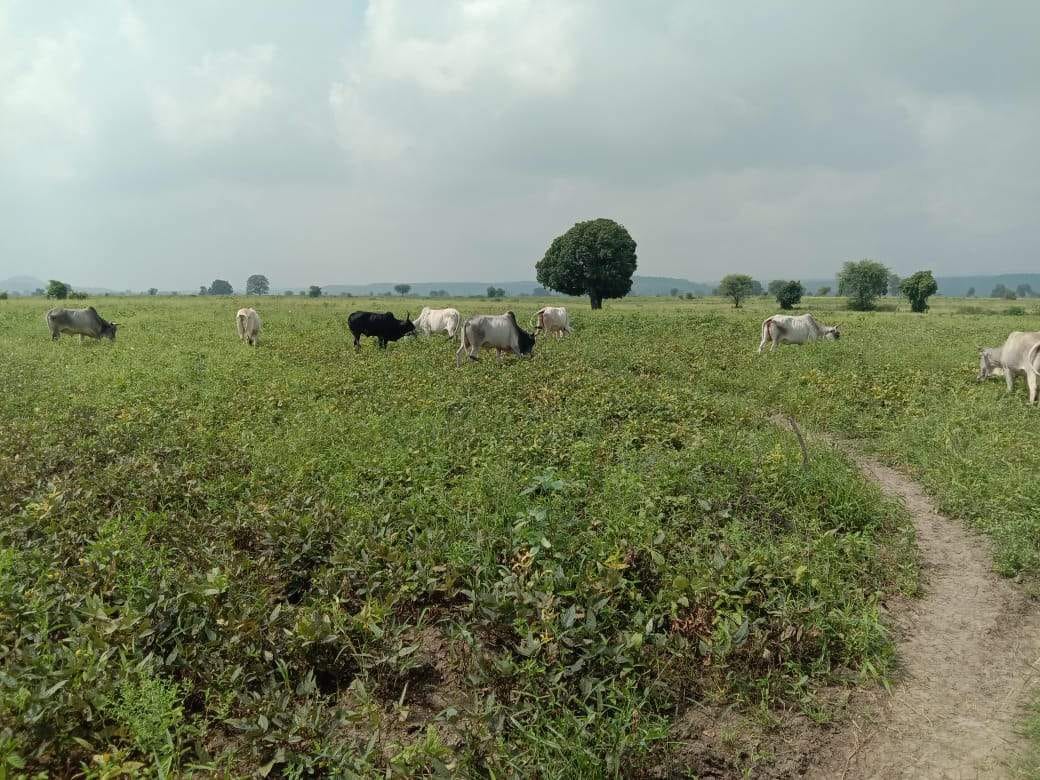 crop damaged by animals, deliberatly