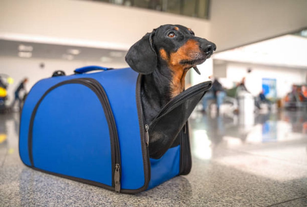 Indian Railways Train Ticket Booking for Pet animals rules in hindi