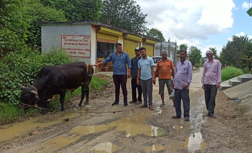 Cattle drinking water from potholes on the road
