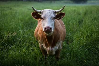 turkish farmer wear virtual reality glasses his cow for more milk production jugaad video viral goes on social media