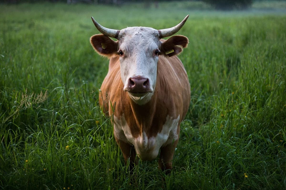 dead cow hanged upside down in tractor trolley in Dewas action taken against two after video surfaced on social media