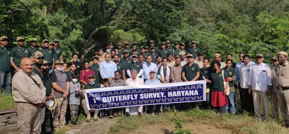 For the first time, 60 species were identified in the special survey of butterflies in Rewari