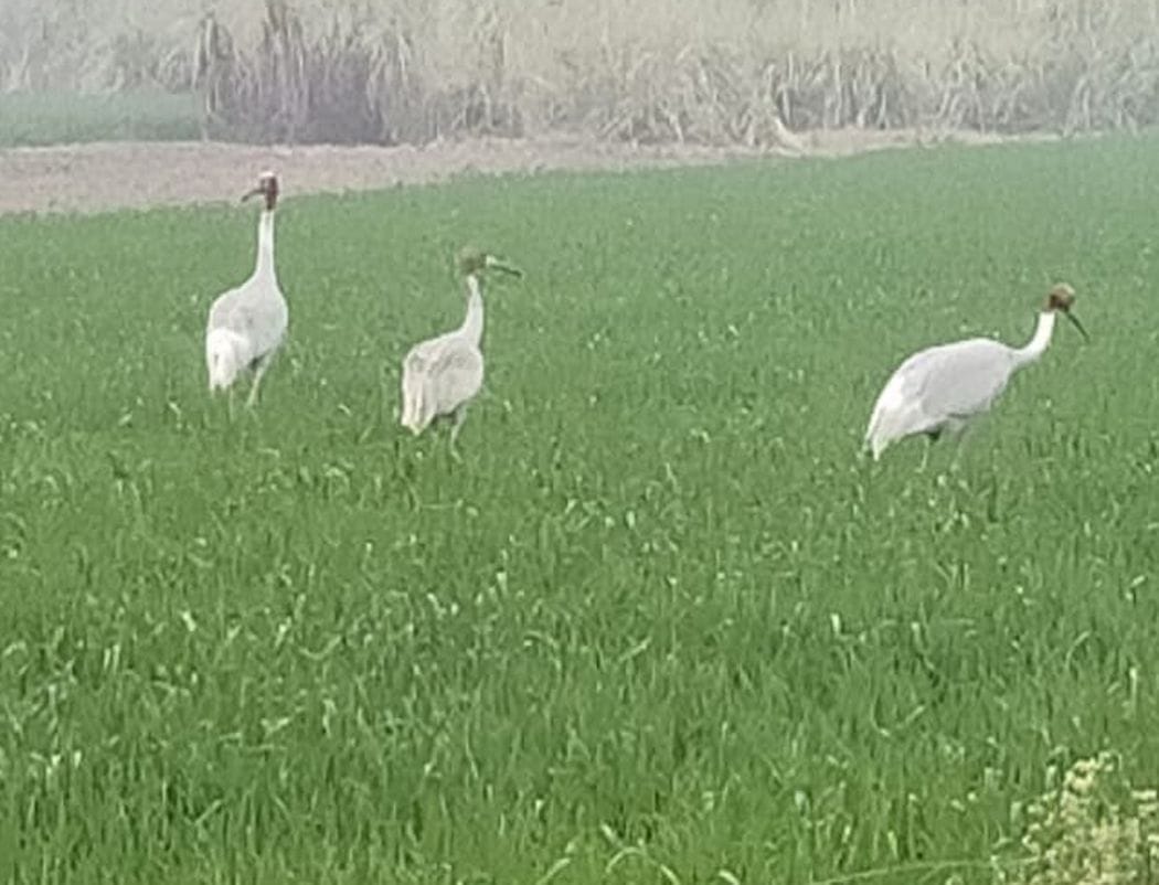 stork bird