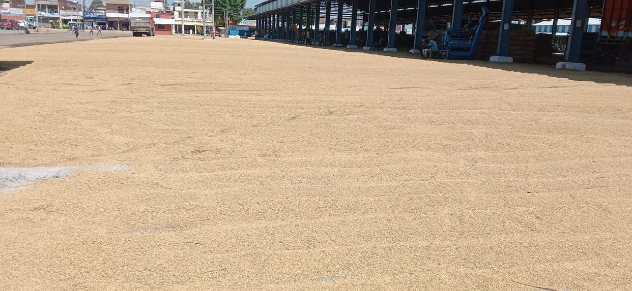 10 thousand 500 metric tonnes of paddy reached the mandis of the district, farmers waiting for purchase