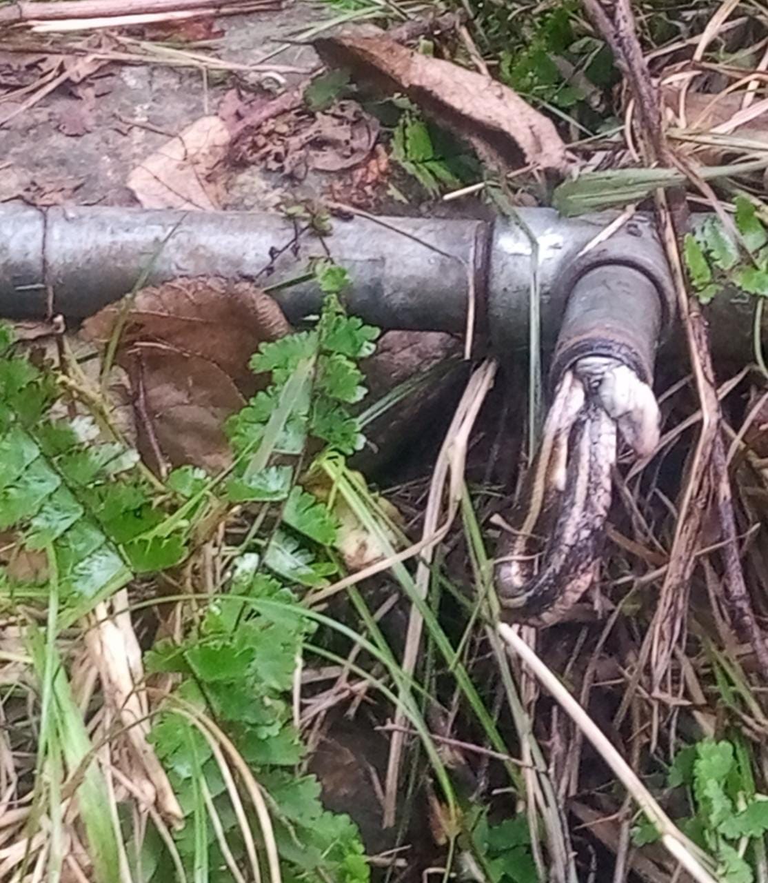 Dead snake came out of drinking water pipe of Jal Shakti Department in Hanoh village