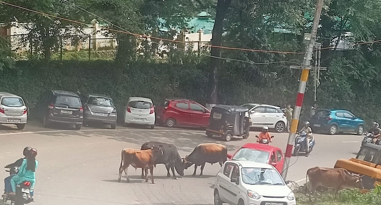 animals curel in road